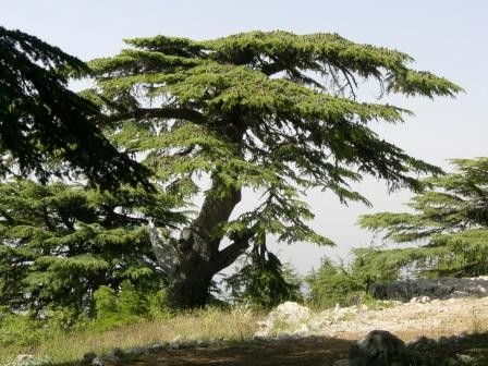 Cedres du Liban - Nadia Tueni